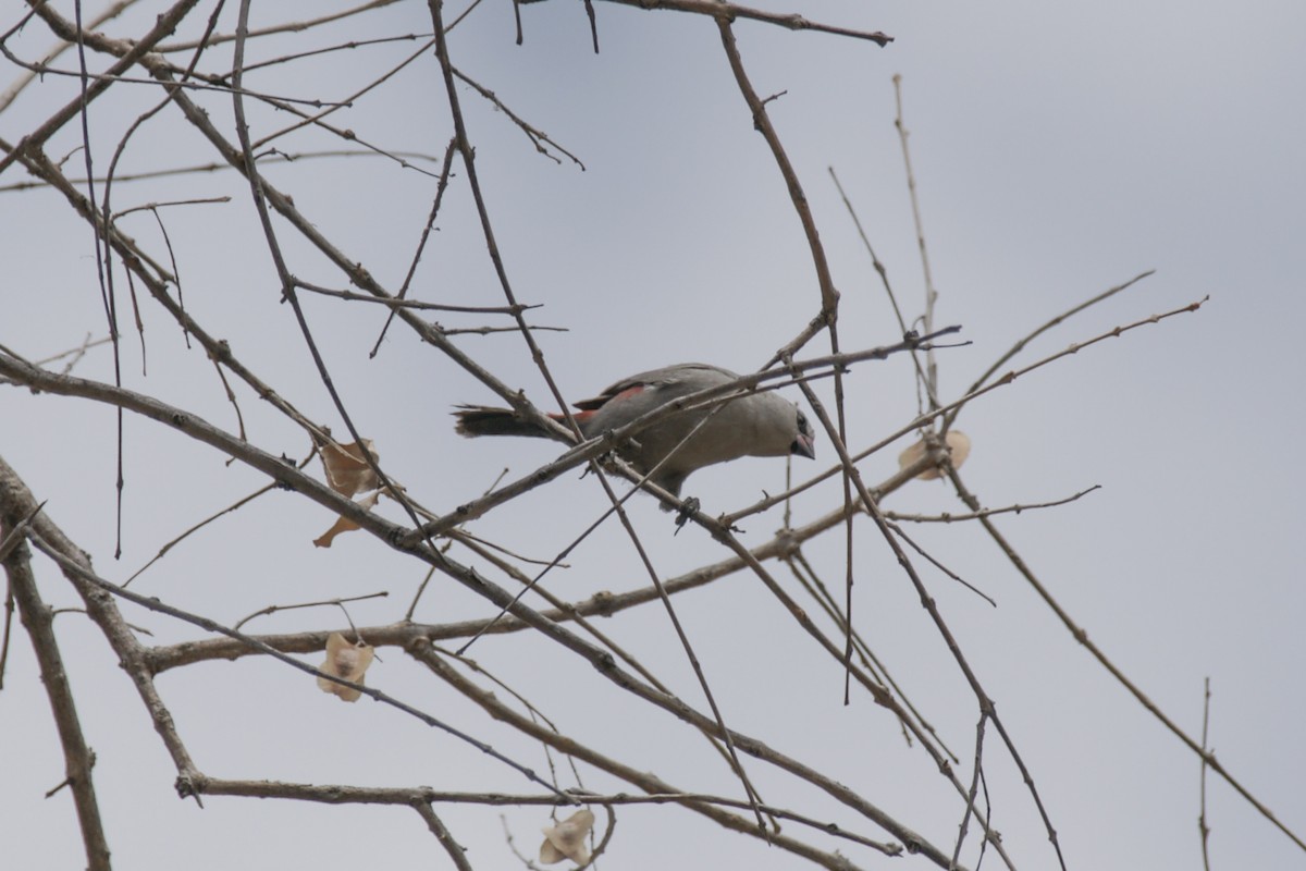 Cinderella Waxbill - ML637308376
