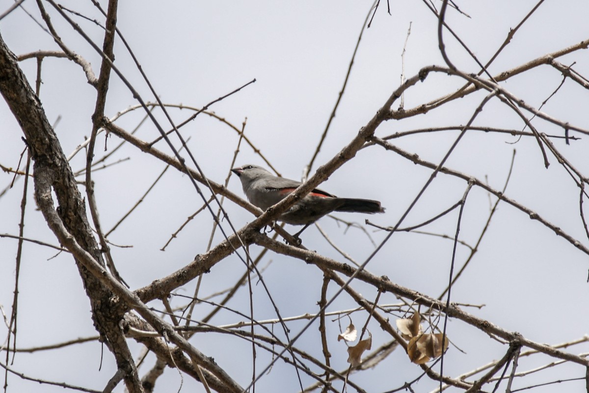 Cinderella Waxbill - ML637308377