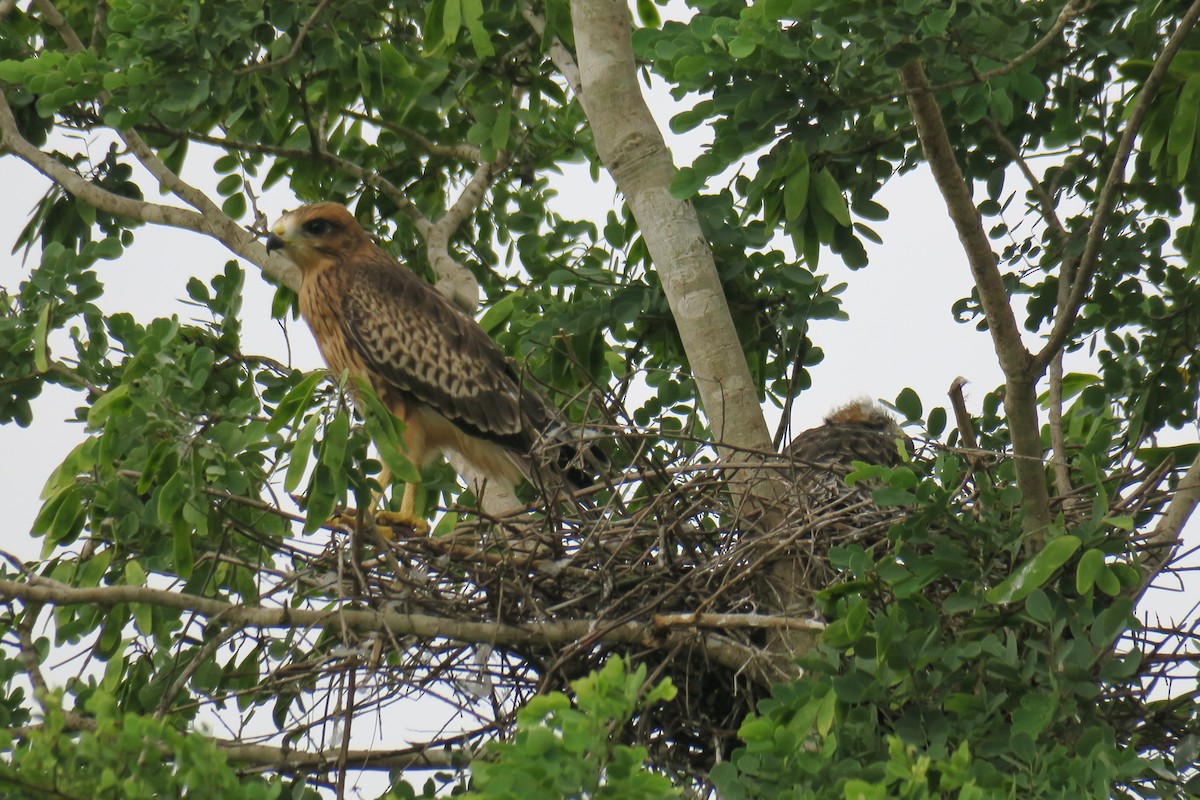 White-eyed Buzzard - ML637308391