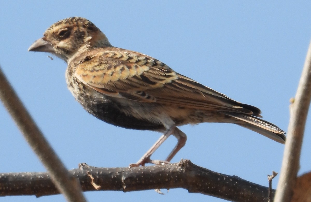 Chestnut-backed Sparrow-Lark - ML637308393