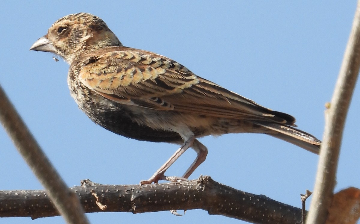 Chestnut-backed Sparrow-Lark - ML637308394