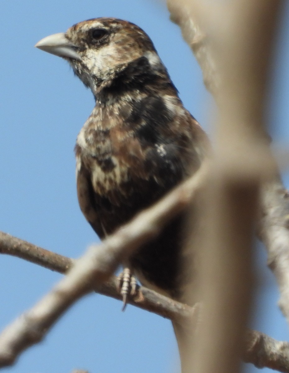 Chestnut-backed Sparrow-Lark - ML637308395