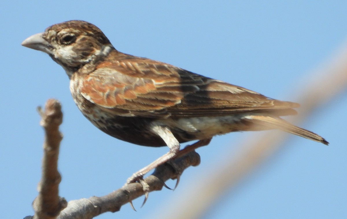 Chestnut-backed Sparrow-Lark - ML637308396