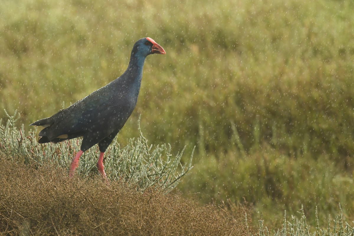 African Swamphen - ML637308419