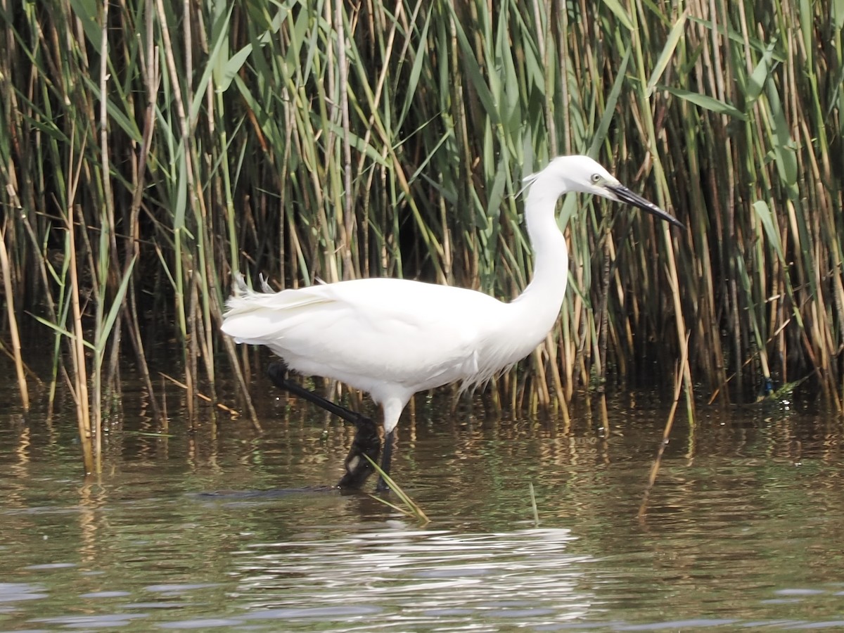 Little Egret - ML637308474