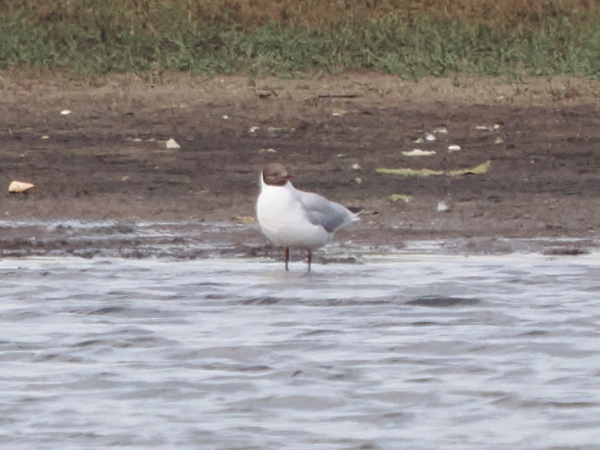 Black-headed Gull - ML637308497