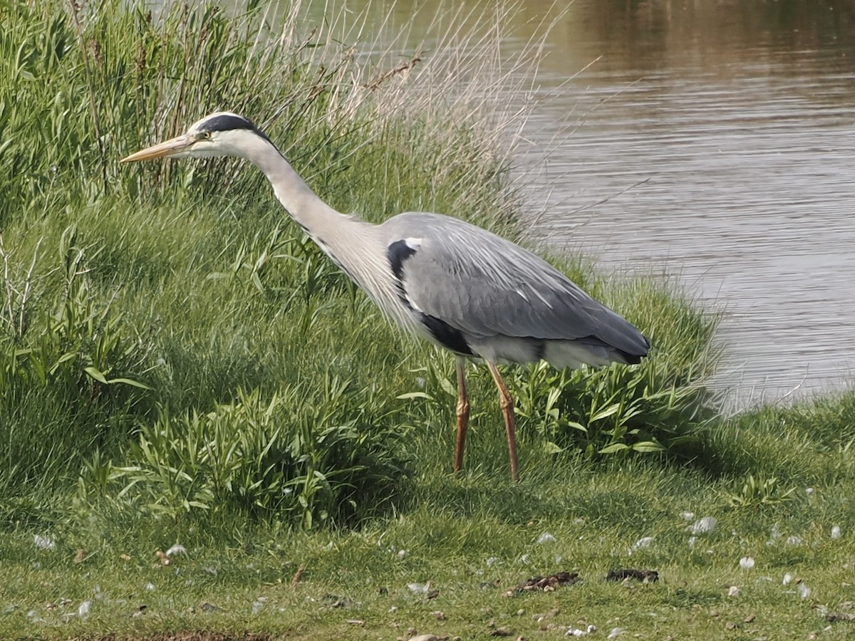 Gray Heron - ML637308550