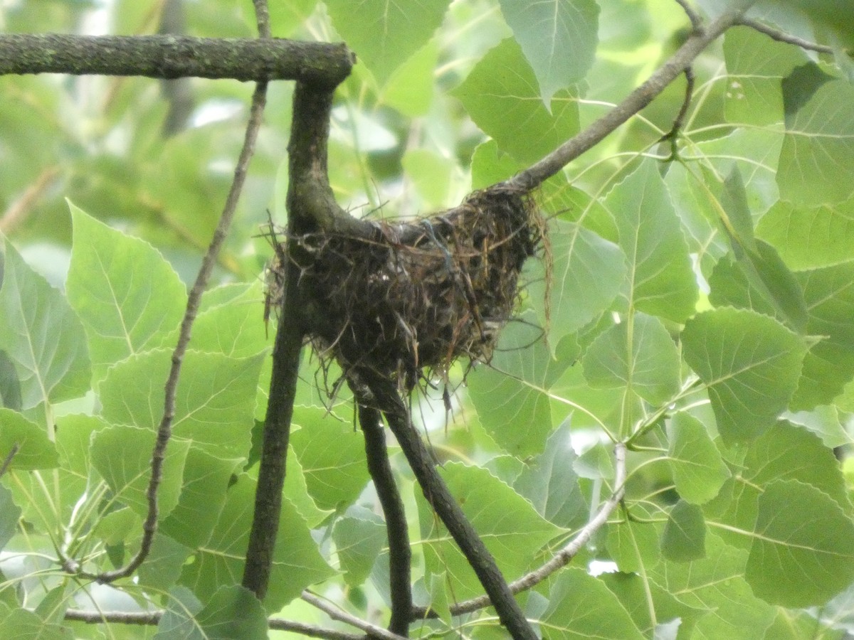 Ashy Drongo - ML637308559