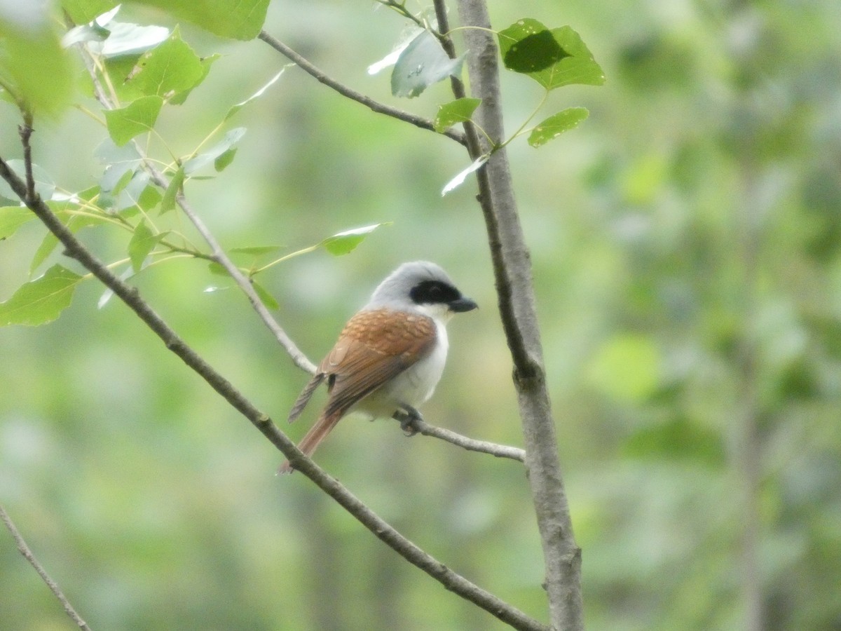 Tiger Shrike - ML637308564