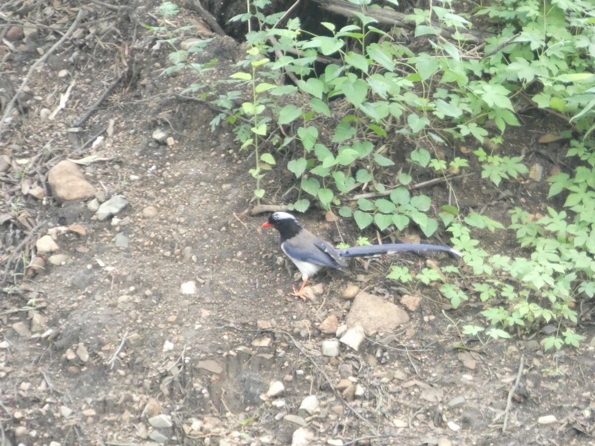 Red-billed Blue-Magpie - ML637308567