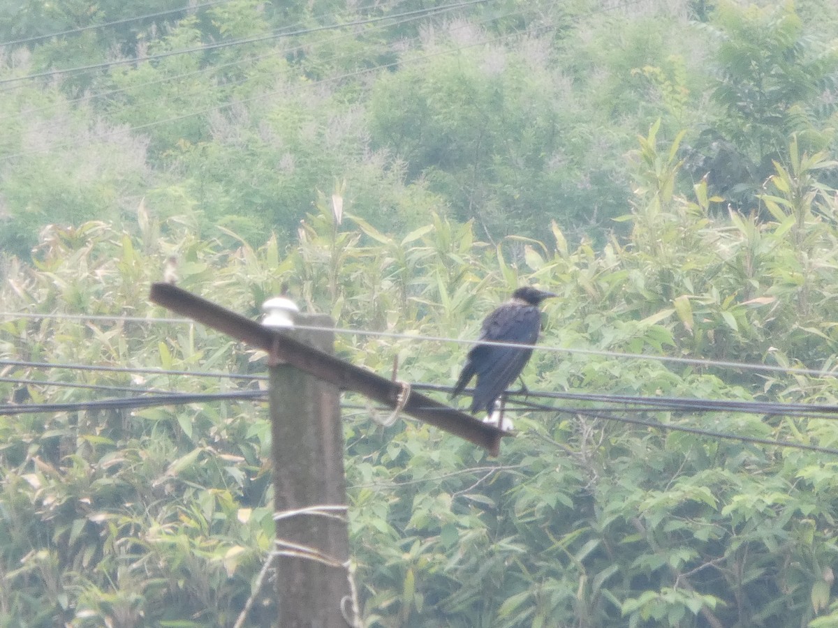 Collared Crow - ML637308575
