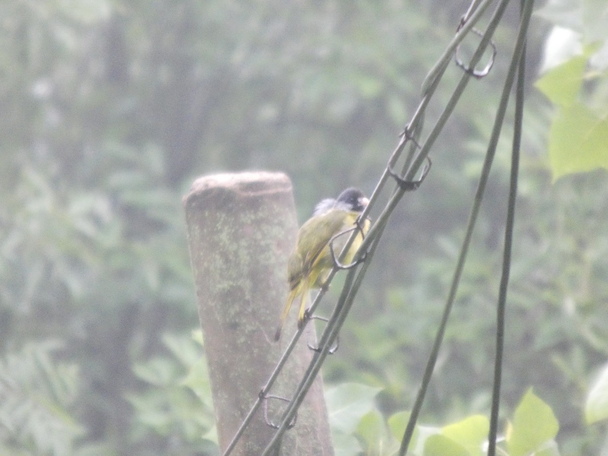 Collared Finchbill - ML637308578