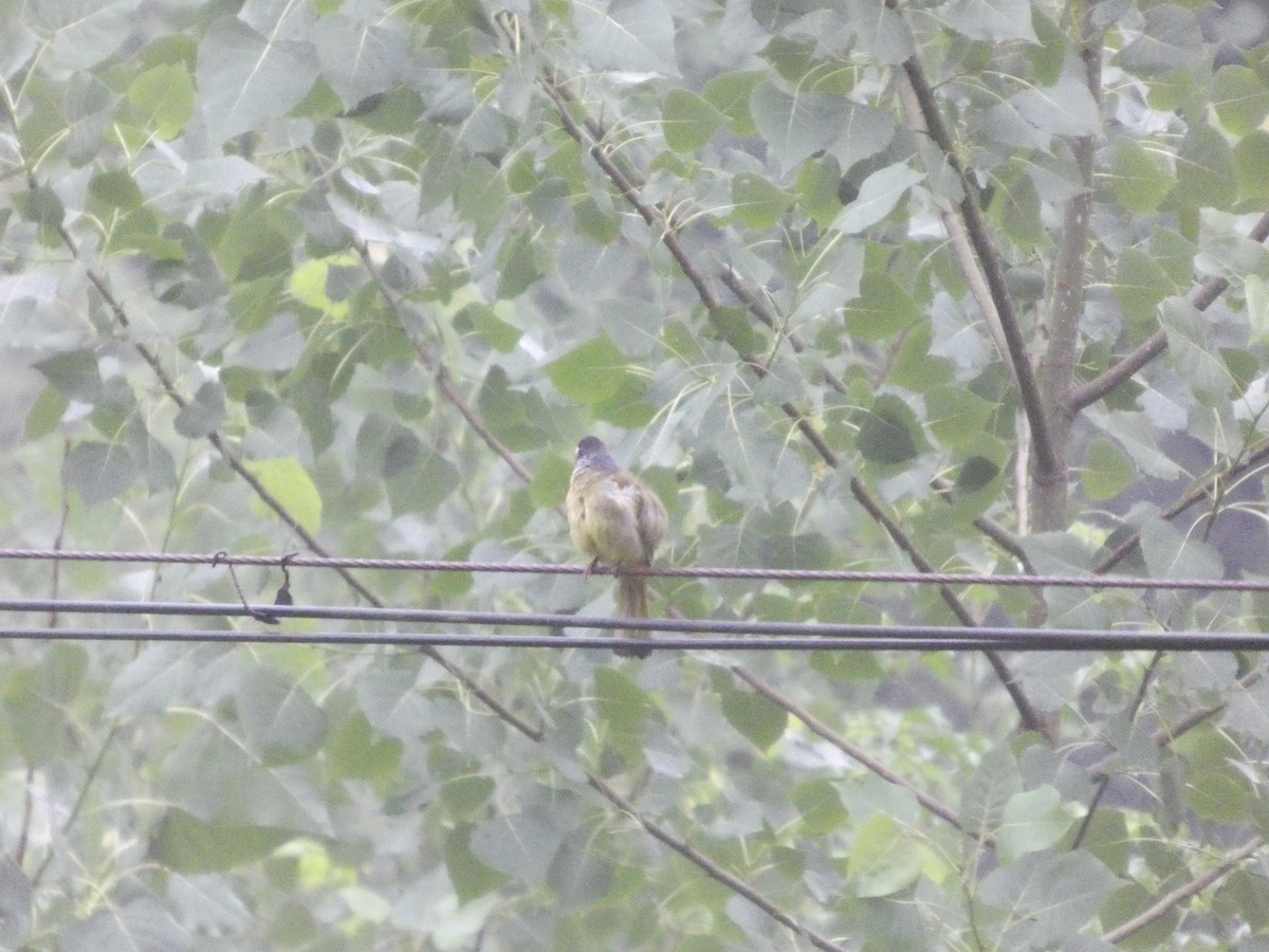 Collared Finchbill - ML637308579