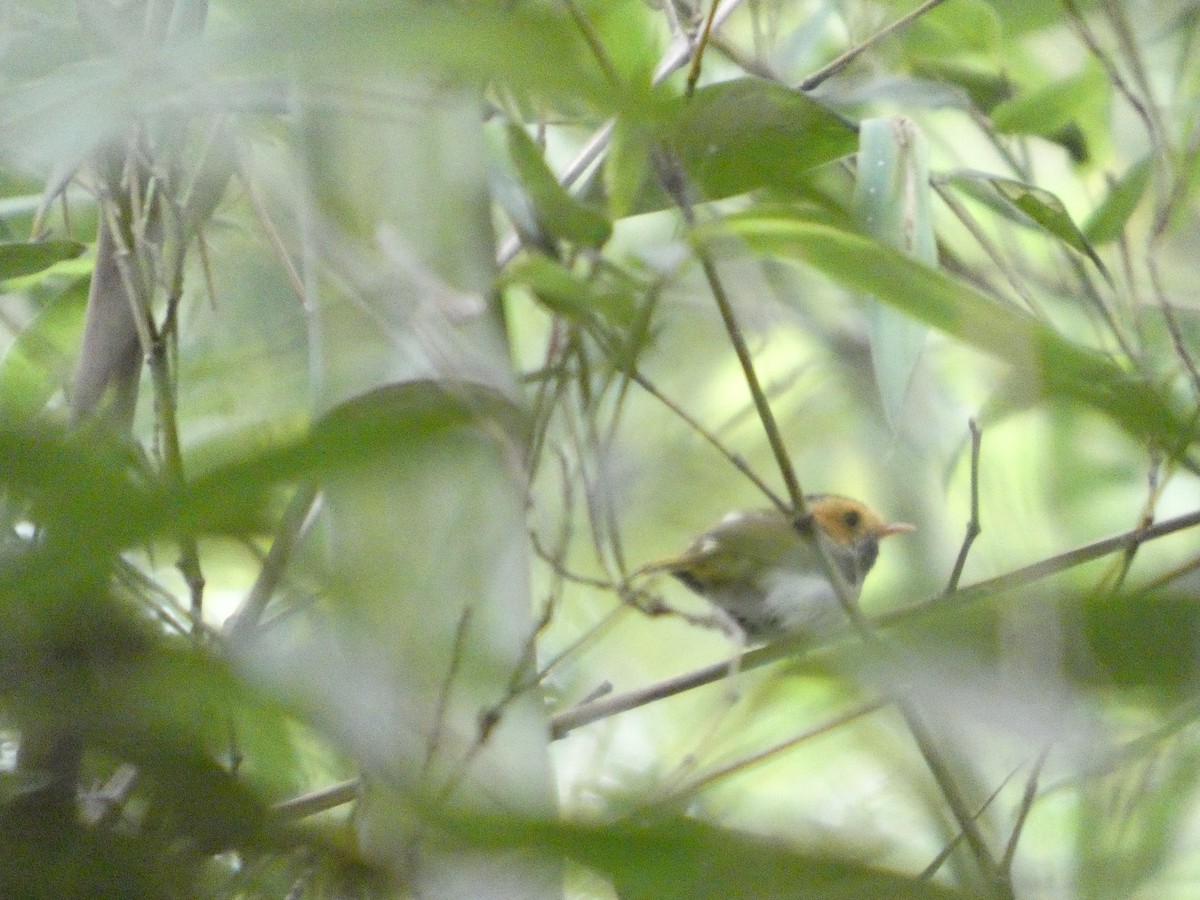 Rufous-faced Warbler - ML637308581