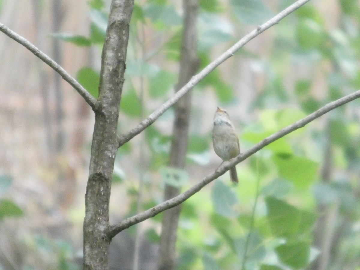 Brownish-flanked Bush Warbler - ML637308588