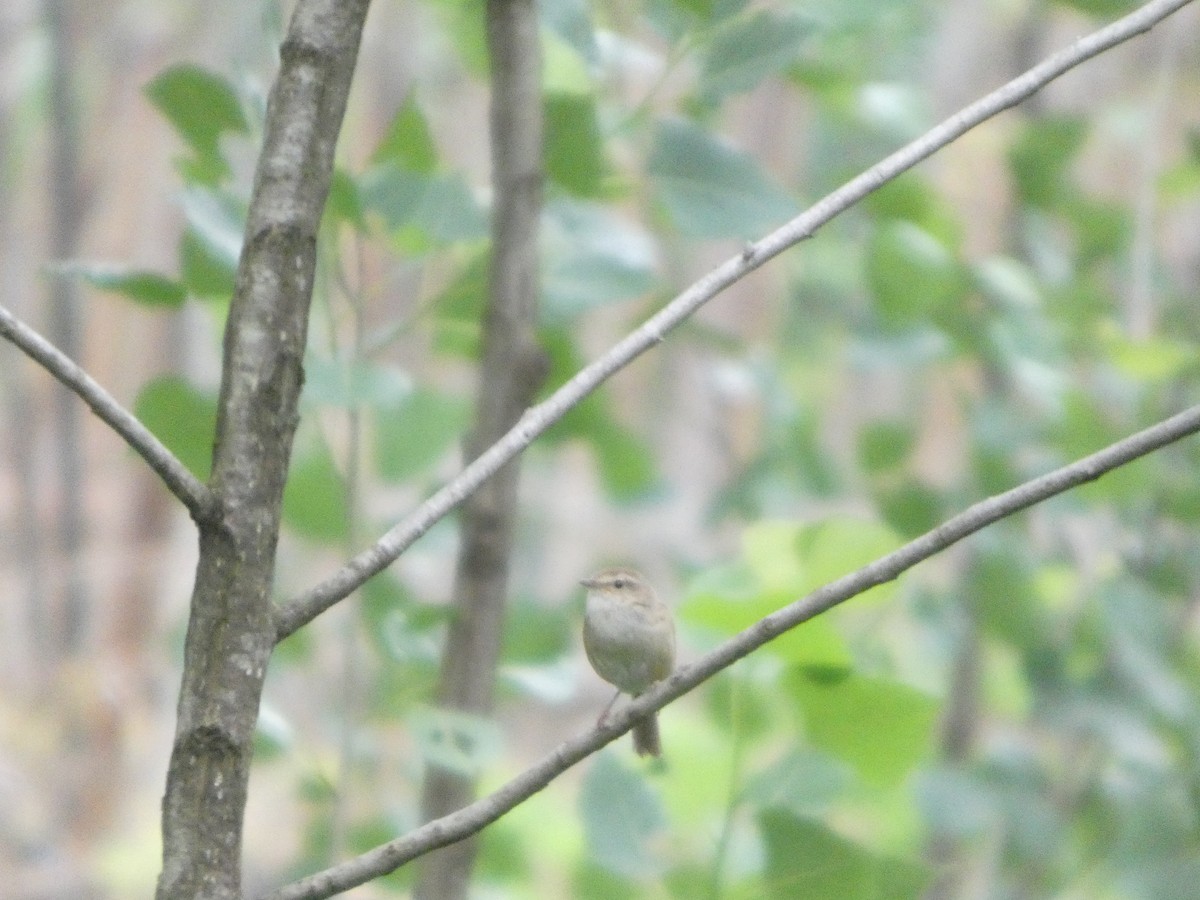 Brownish-flanked Bush Warbler - ML637308589