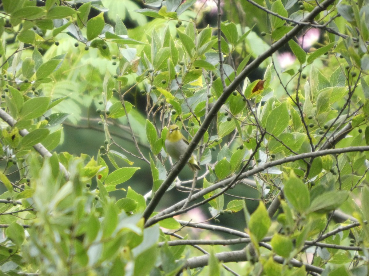 Swinhoe's White-eye - ML637308592