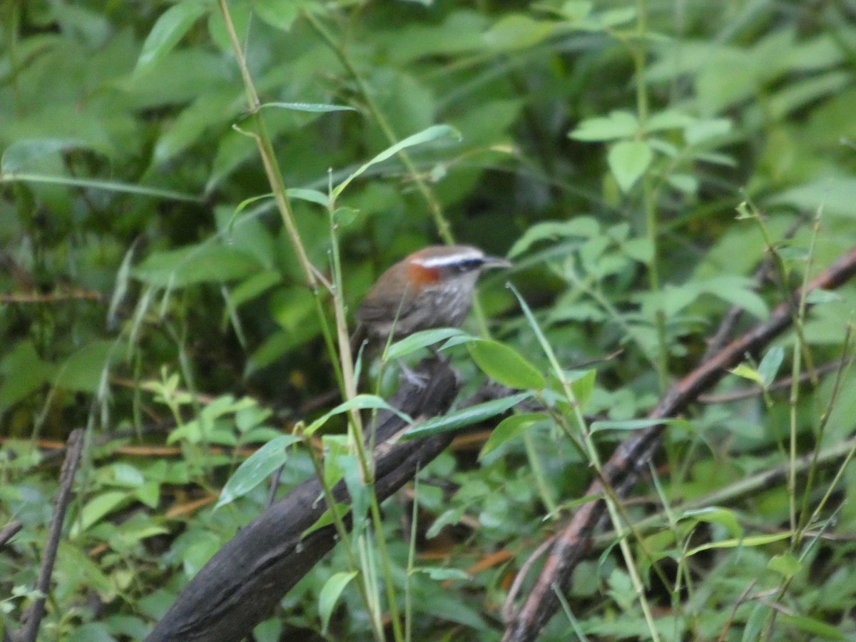 Streak-breasted Scimitar-Babbler - ML637308594
