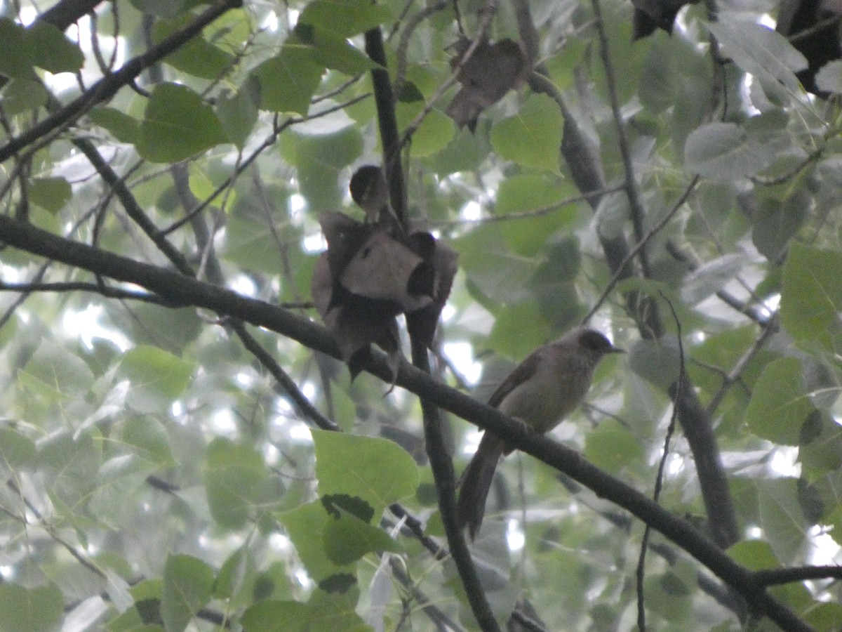 Masked Laughingthrush - ML637308596