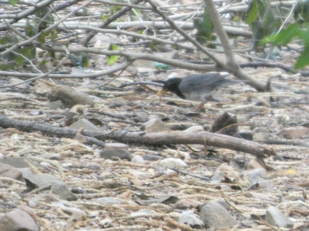 Japanese Thrush - ML637308603