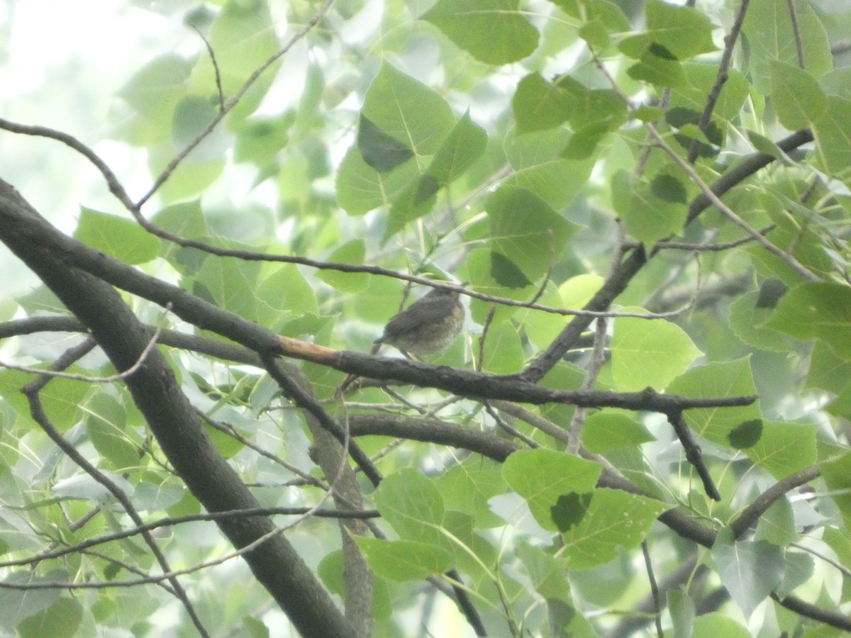Japanese Thrush - ML637308604