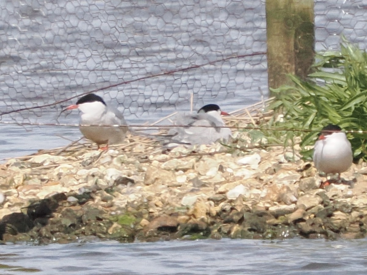 Common Tern - ML637308607