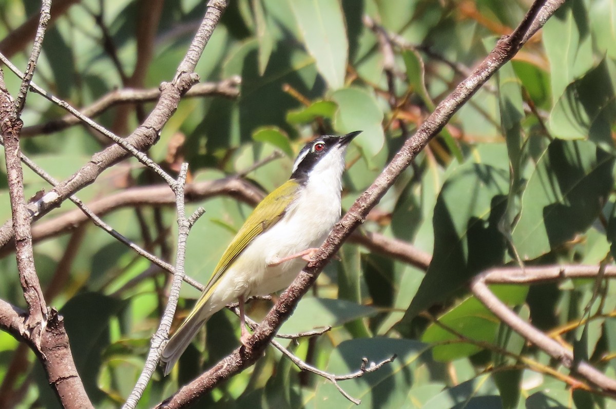 White-throated Honeyeater - ML637308608