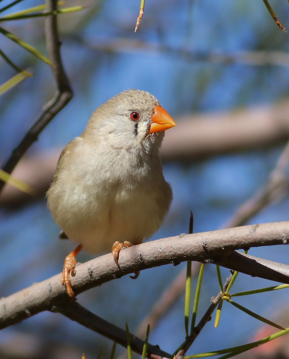 Zebra Finch - ML63730861