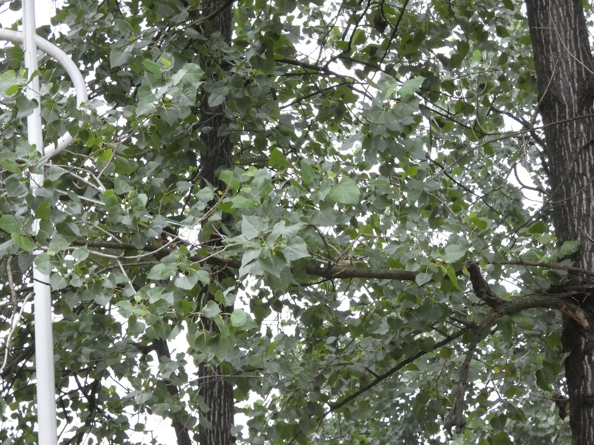 Forest Wagtail - ML637308614