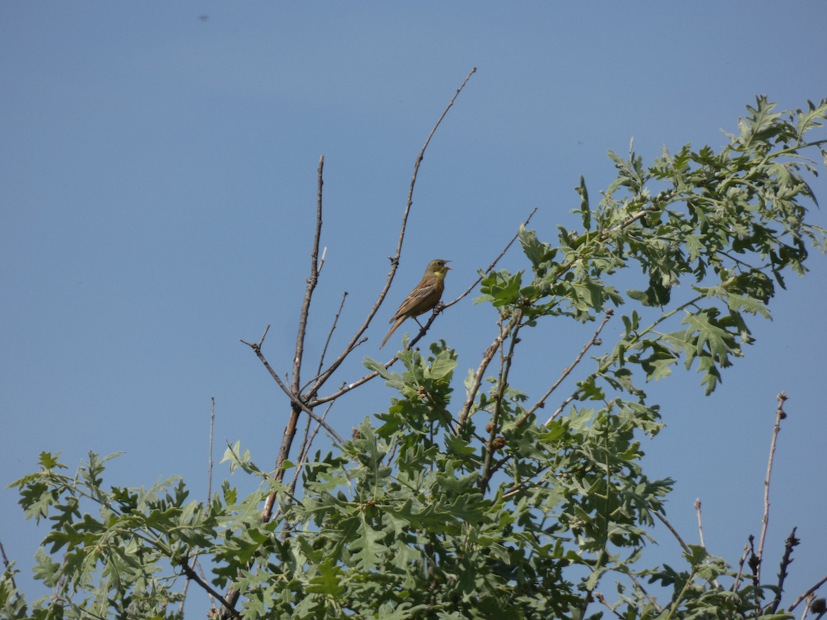 Ortolan Bunting - ML637308628