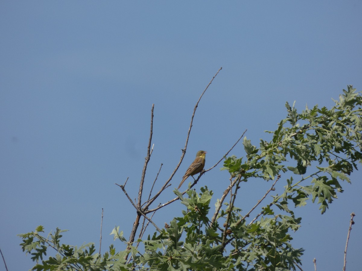 Ortolan Bunting - ML637308629