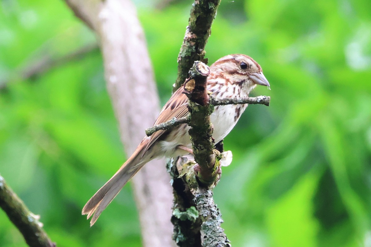 Song Sparrow - ML637308679