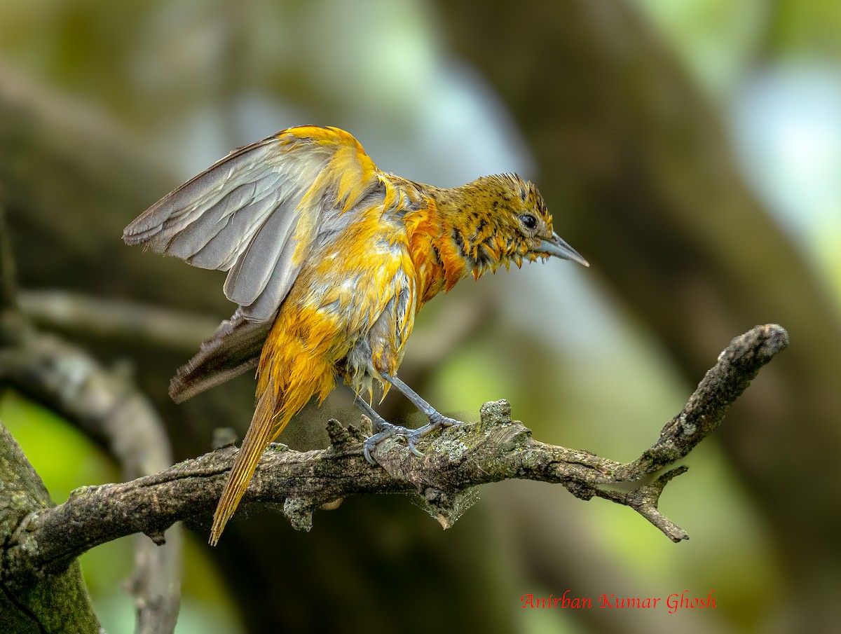 Baltimore Oriole - ML637308715