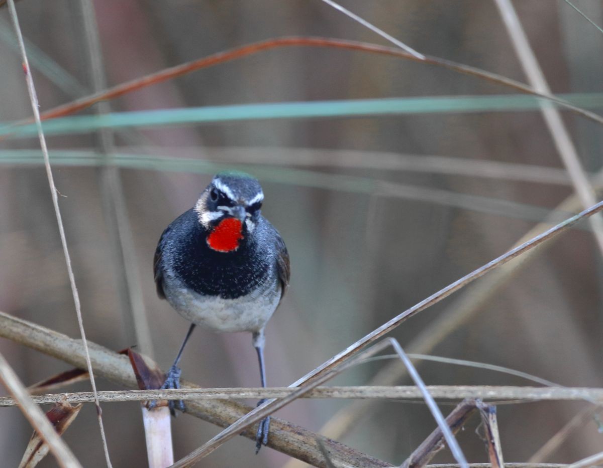 Chinese Rubythroat - ML637308824