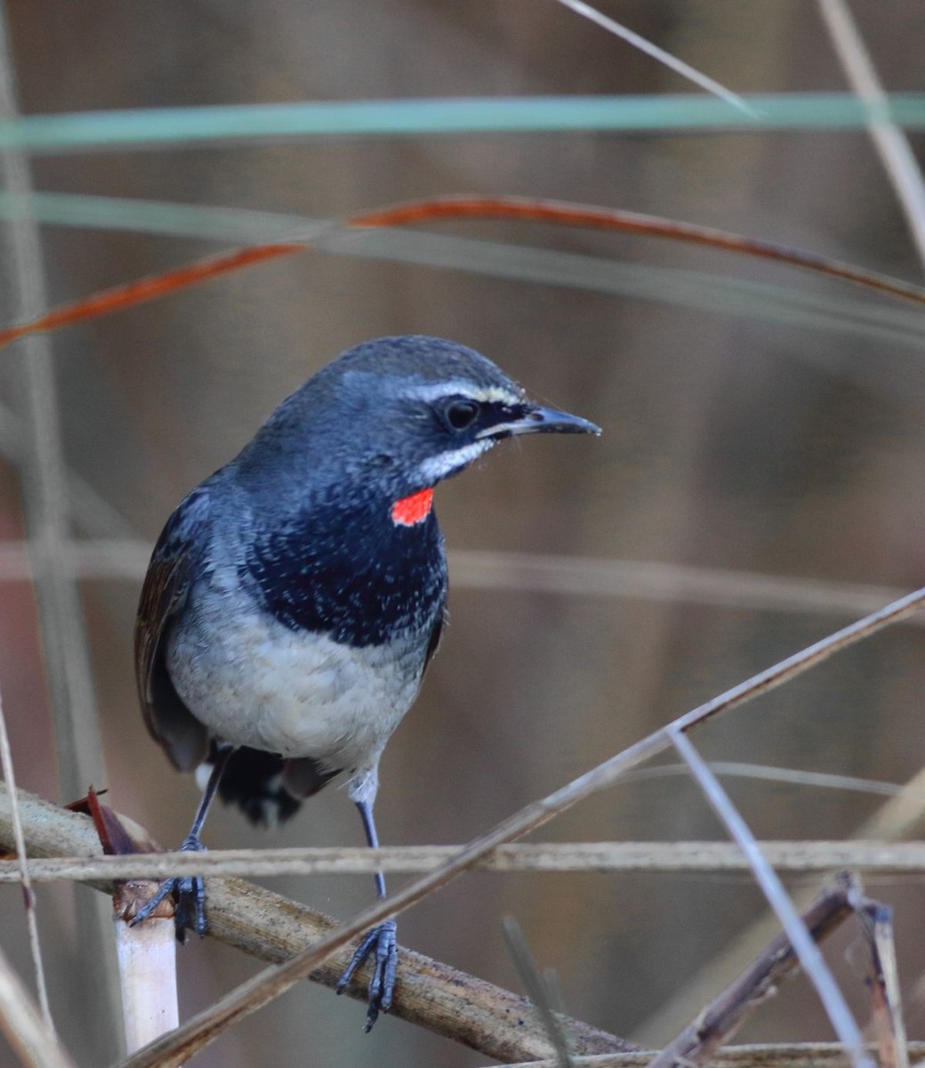 Chinese Rubythroat - ML637308825