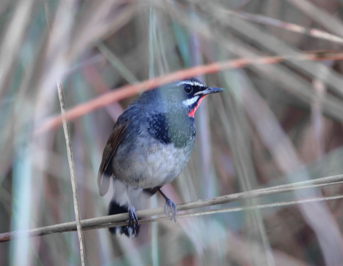 Chinese Rubythroat - ML637308826