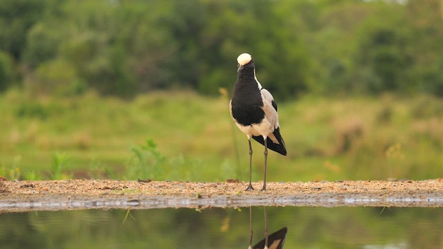 Blacksmith Lapwing - ML637308828
