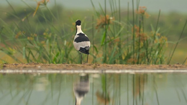 Blacksmith Lapwing - ML637308830