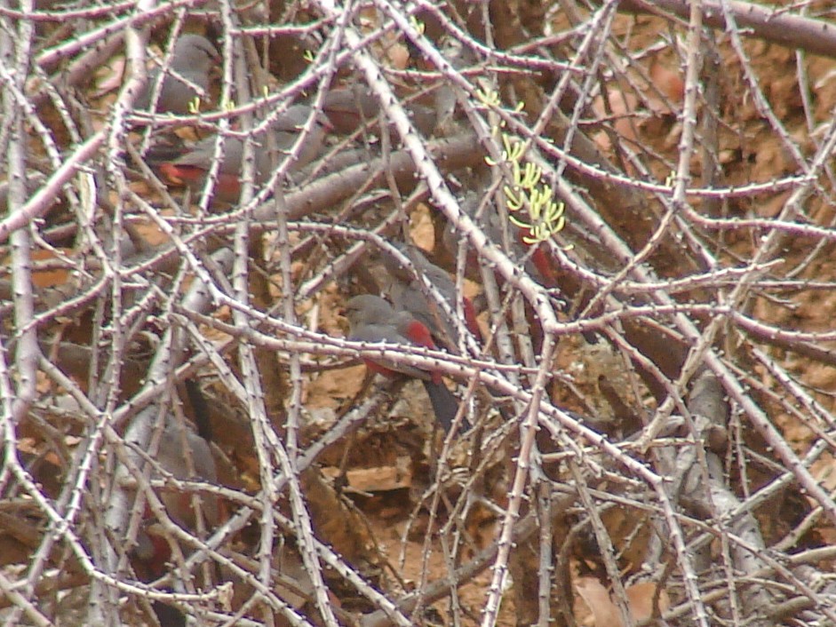 Cinderella Waxbill - ML637308865