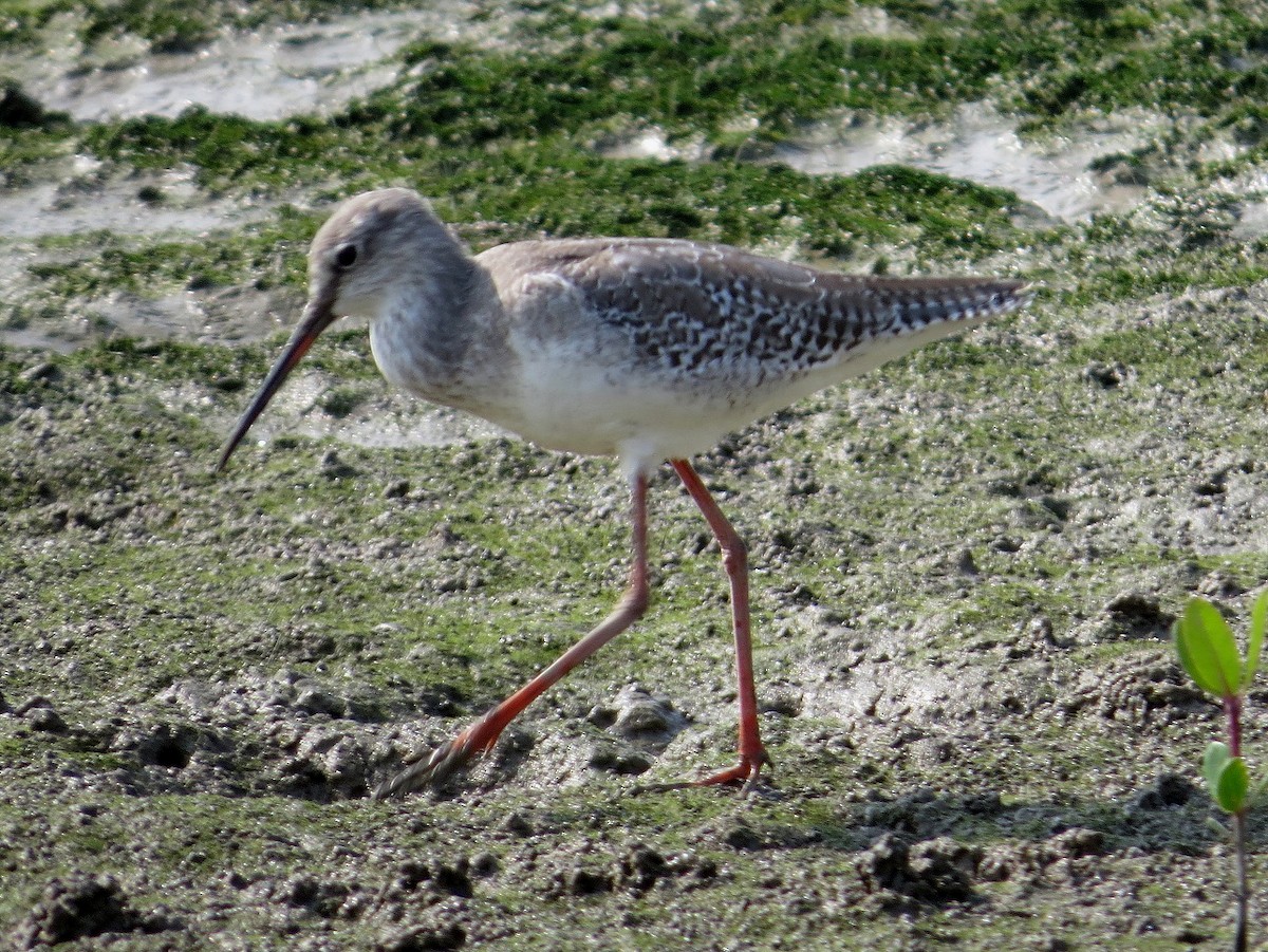 Spotted Redshank - ML637308901