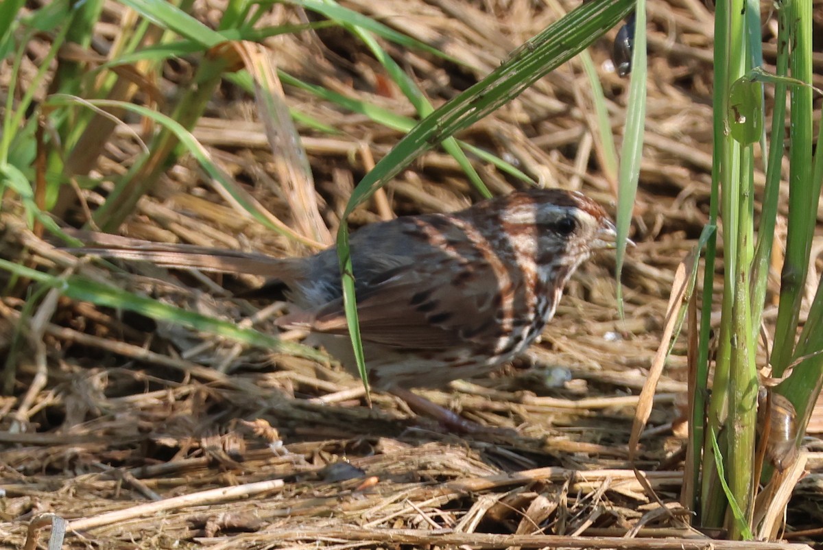 Song Sparrow - ML637308932