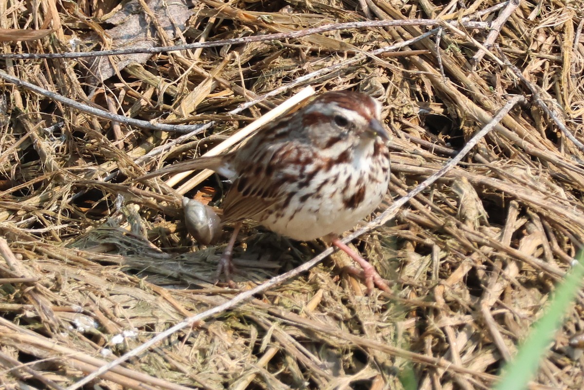 Song Sparrow - ML637308933
