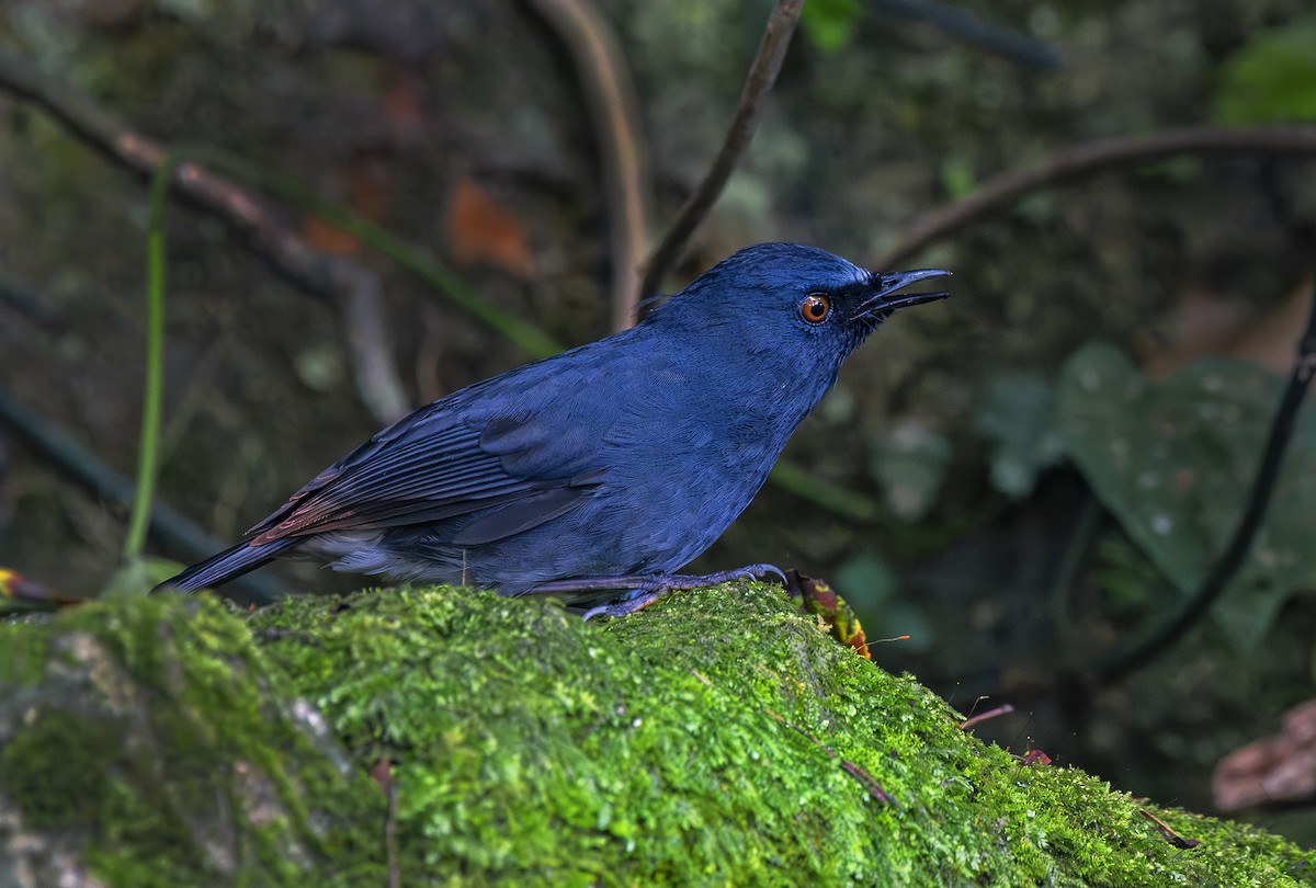 White-bellied Sholakili - ML637308948