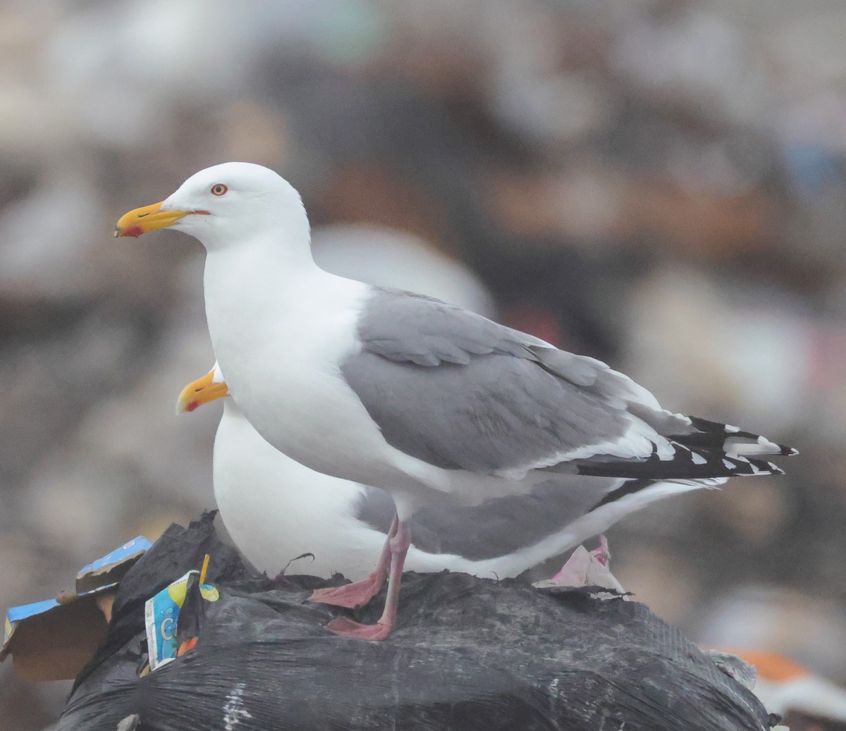 Vega Gull - ML637308962