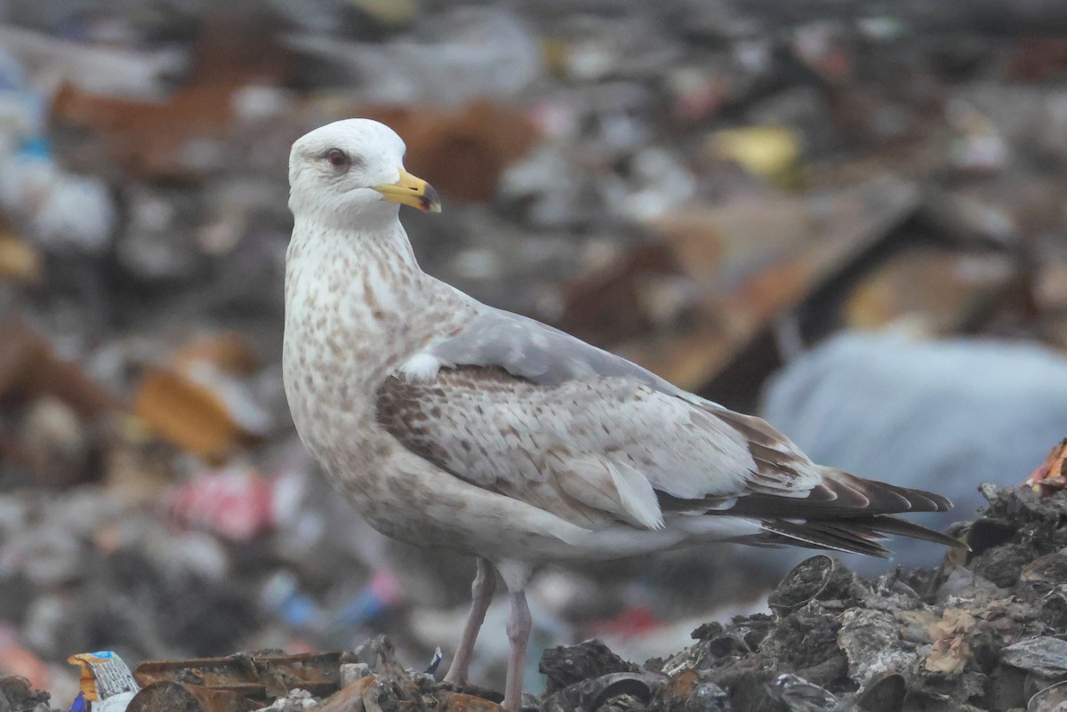 Vega Gull - ML637308963