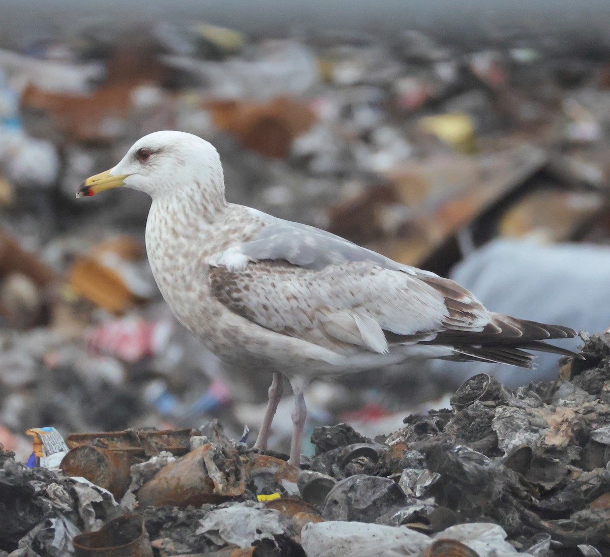 Vega Gull - ML637308964