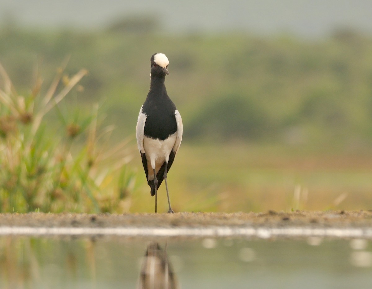 Blacksmith Lapwing - ML637308987
