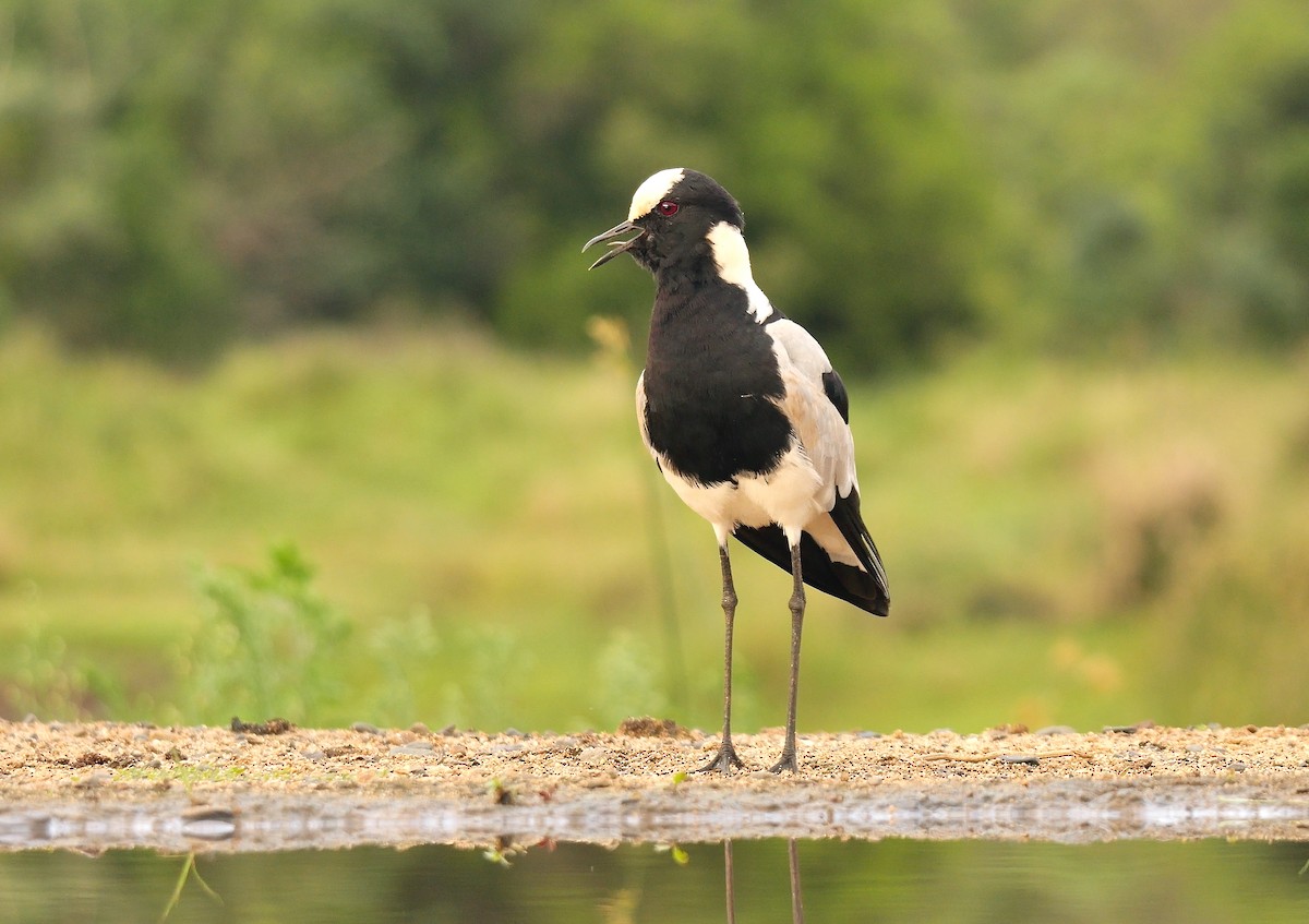 Blacksmith Lapwing - ML637308989