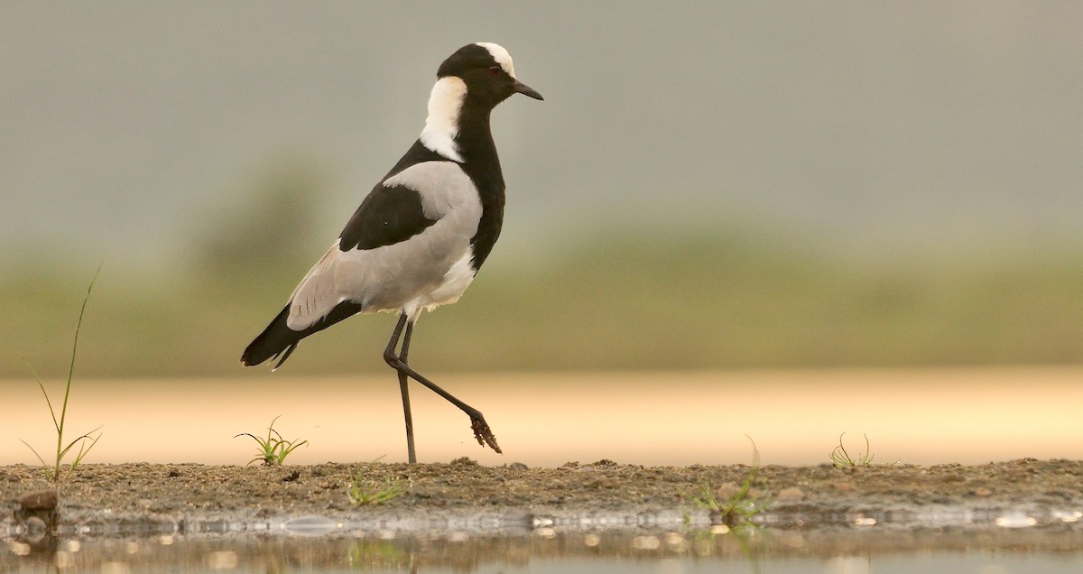 Blacksmith Lapwing - ML637308990