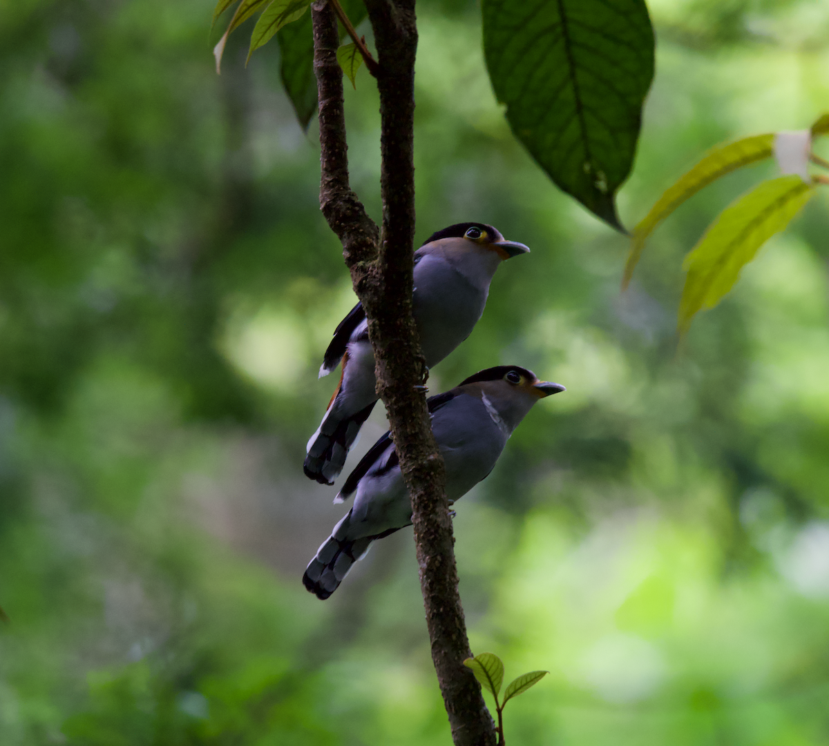 Silver-breasted Broadbill - ML637309008